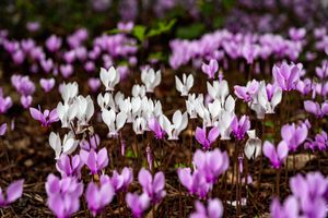 Cyclamen - Fleur d'automne