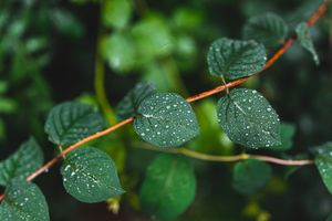 Nature sous la pluie