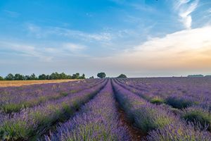 Provence - 2022